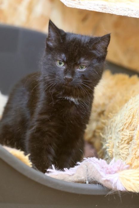 Форест, котенок, 1 год, ищу дом для котенка