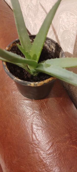 Продам вазон алоє вера