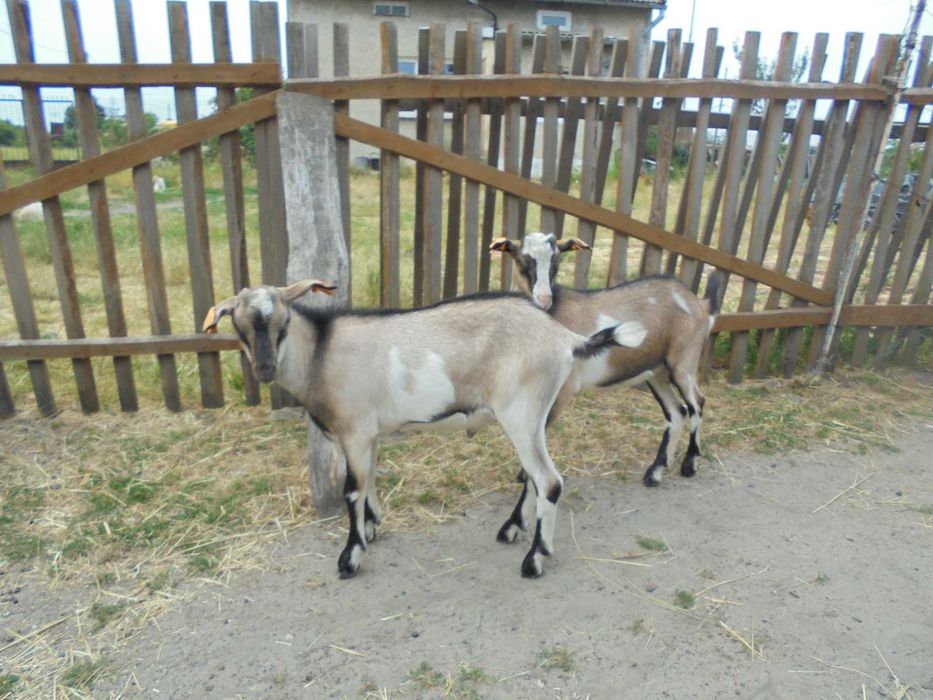 Koziołka sprzedam lub zamienię