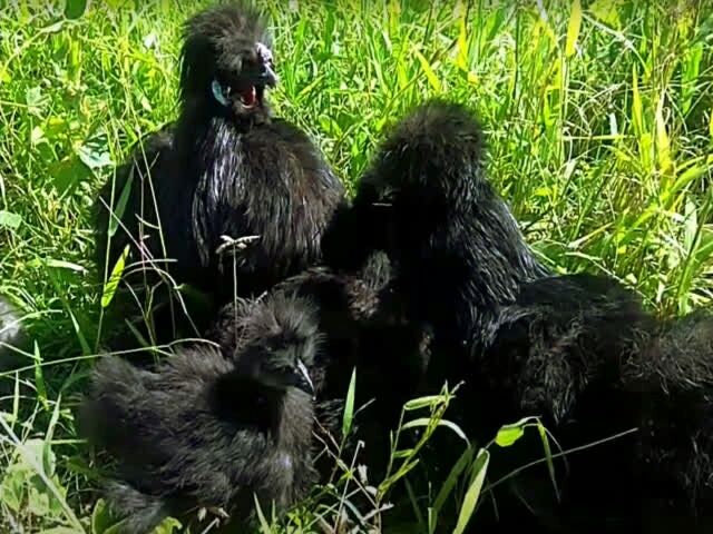 Китайська шовкова, птиця (чорна, шоколад). Яйце інкубаційне.