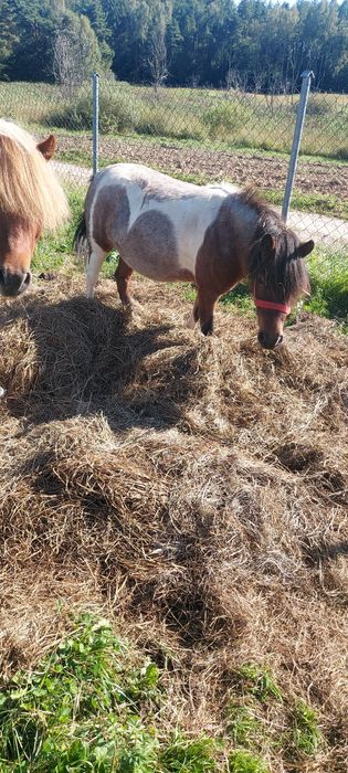 Klacz zrebna  i ogierek  para