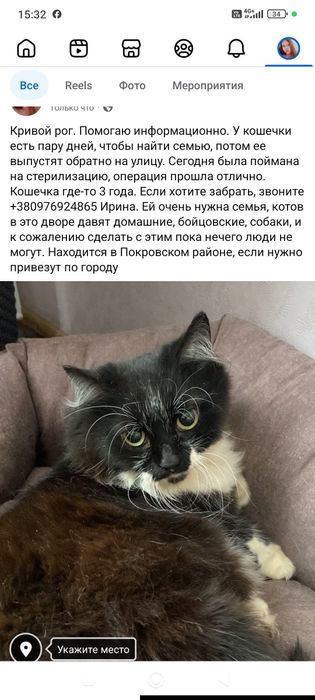 Стерилизованная кошечка даром. Кошка. Котенок. Котята бесплатно.
