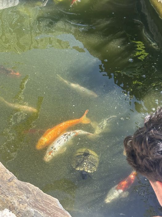 Vendo carpas koi