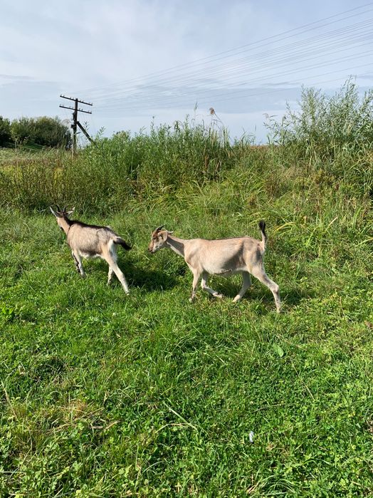 Кози , козенята .