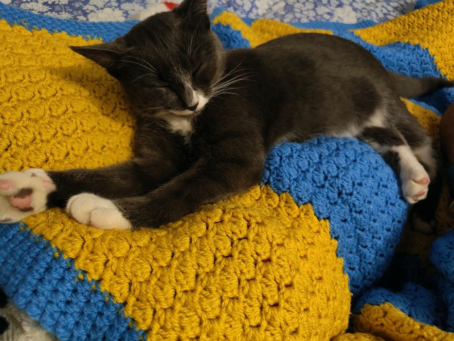 Віддам в добрі руки кошеня