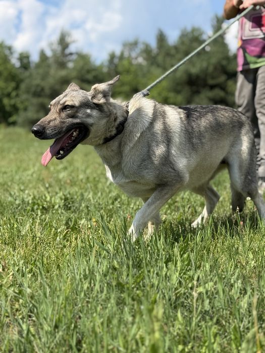 SAMBA - urocza wilczata dama do adopcji