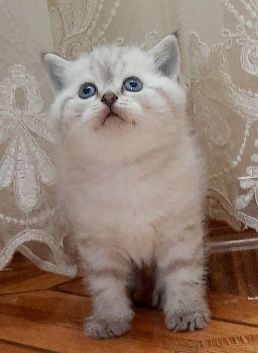 Голубоокі скоттіш-страйт