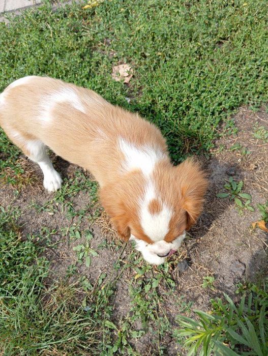 Cavalier king charles spaniel