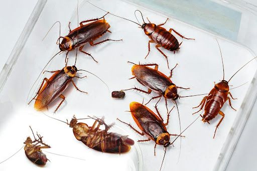 Уничтожение тараканов,  блох, клопов! Быстро, с гарантией результата!