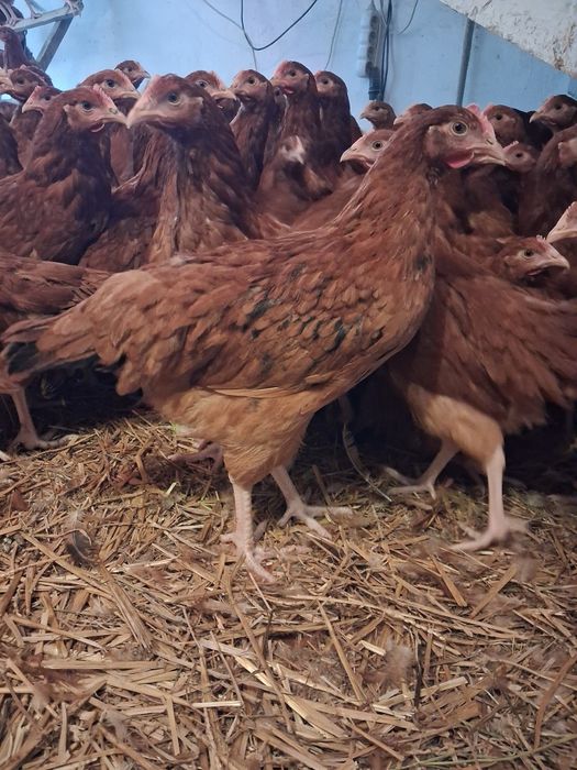 Kury NIOSKI  Kury 17 tygodniowe