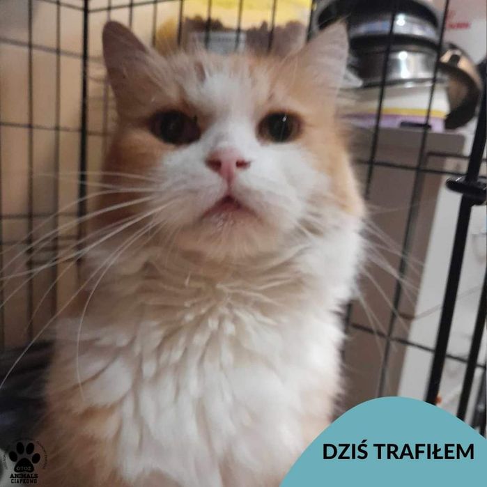 Znaleziony-Gdynia ul.Palmowa