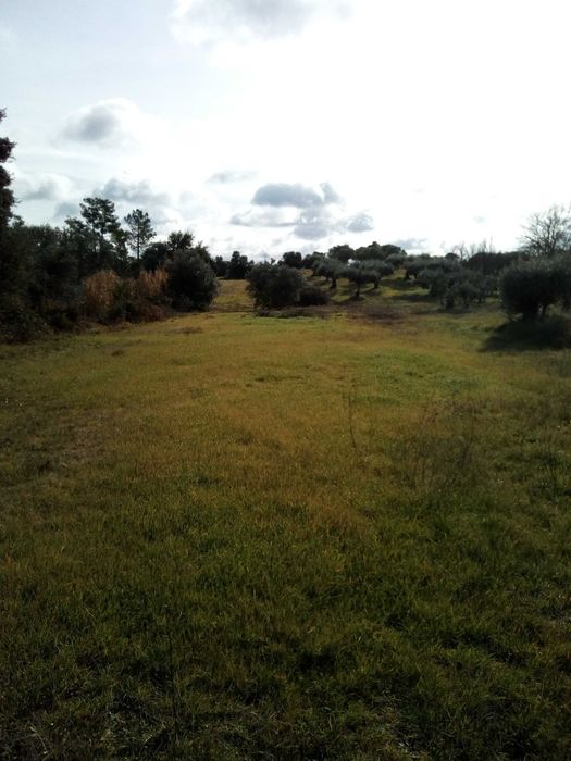 Terreno  rustico Tomar (2208 m2)