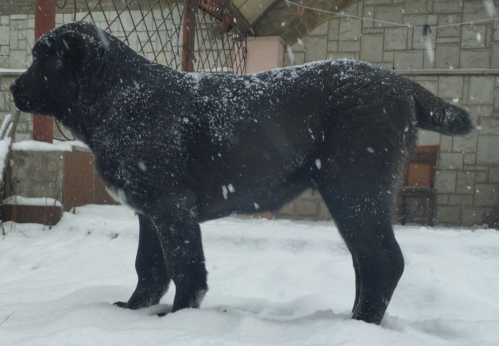 Продам чорних цуценят САВ