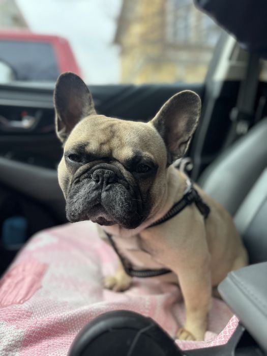 французький бульдог