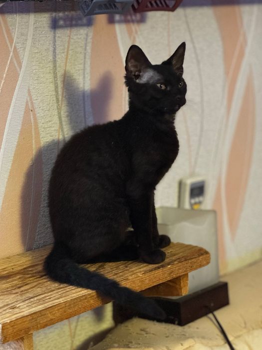 Кошенята дуже бажають до вас