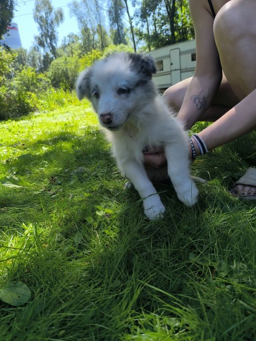 Border collie suczka blue merle