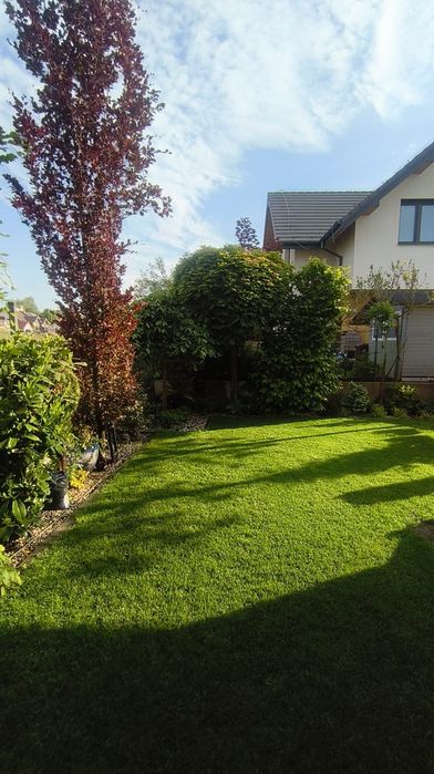 Trawa w rolce, od ręki, od 1 m2 + dedykowany nawóz GRATIS
