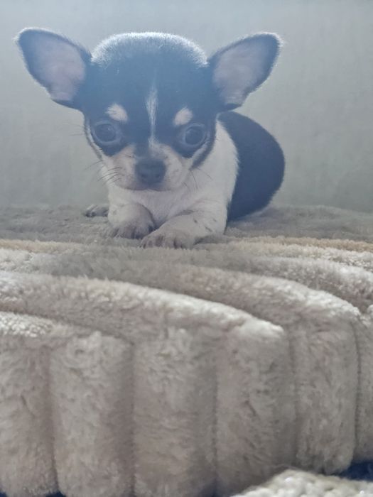 Chihuahua cabeça de maçã