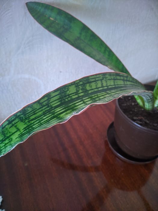 Сансевьерия Клеопатра