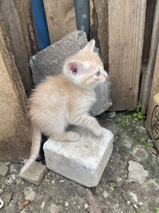 Отдам котенка в хорошие руки (мальчик)