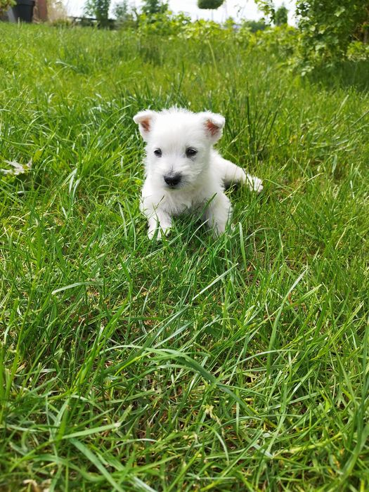 Piesek West highland white terrier