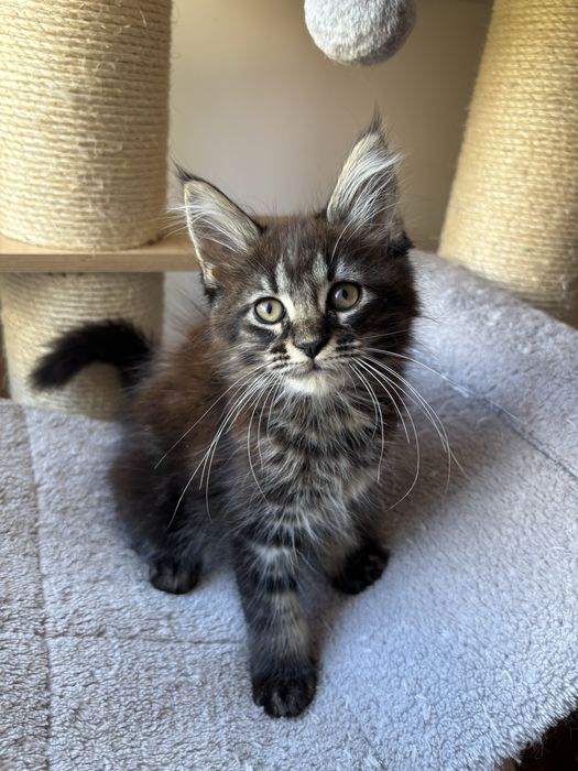 Kotka Maine coon zarezerwowana