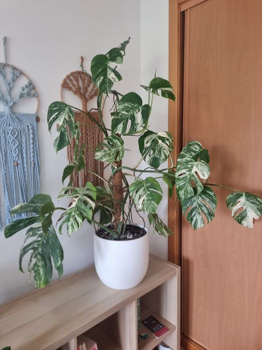 Monstera Variegata Albo Planta Grande + Oferta de Vaso Artevasi feito à mão