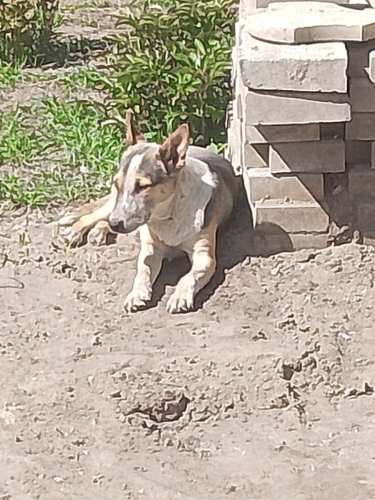Віддам в добрі руки