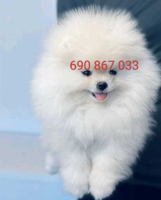 !!! Maleńki miś mini pomeranian!!!