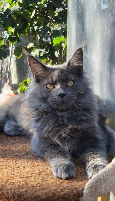 Maine coon Мейн-кун мальчик