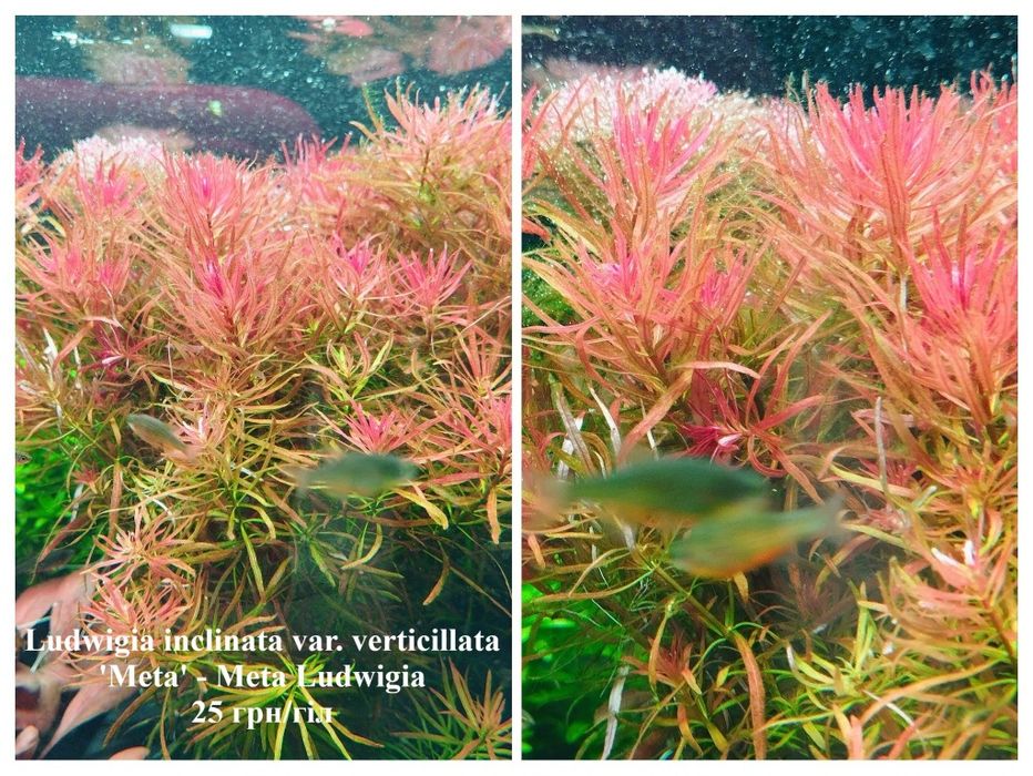 Акваріумні рослини