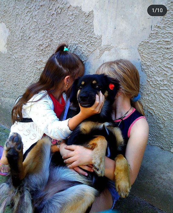 Віддам чудових, молодих собак