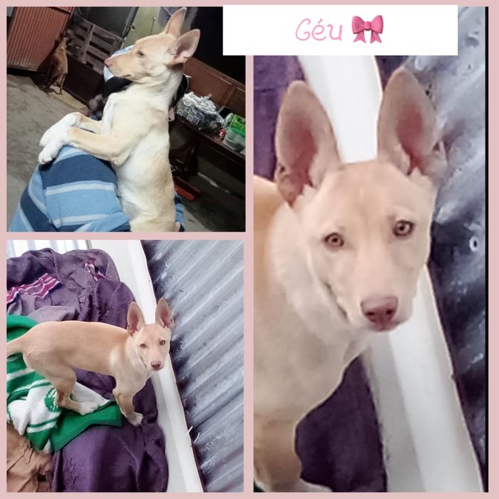 Cachorrinha 6 meses muito meiga, adoção responsável