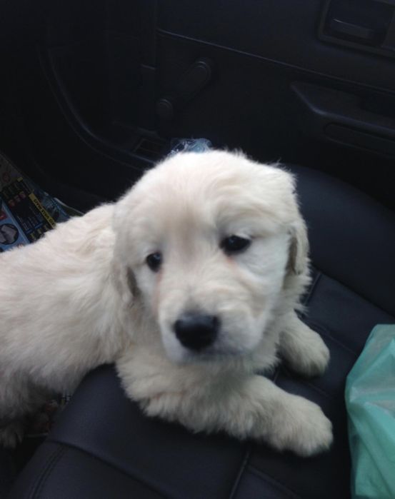 Cachorrinho Golden Retriever