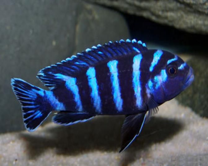 GB MALAWI Pyszczak Pseudotropheus demasoni