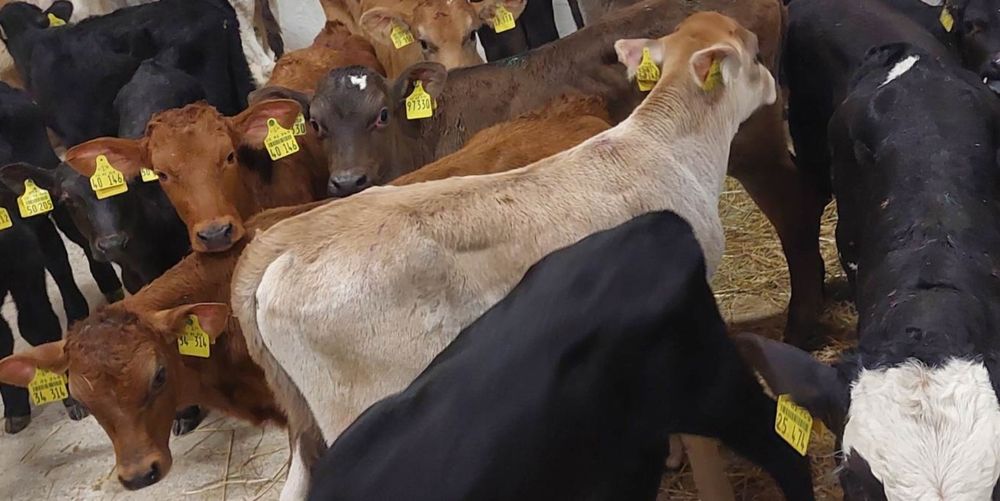 Byczki miesne cieleta