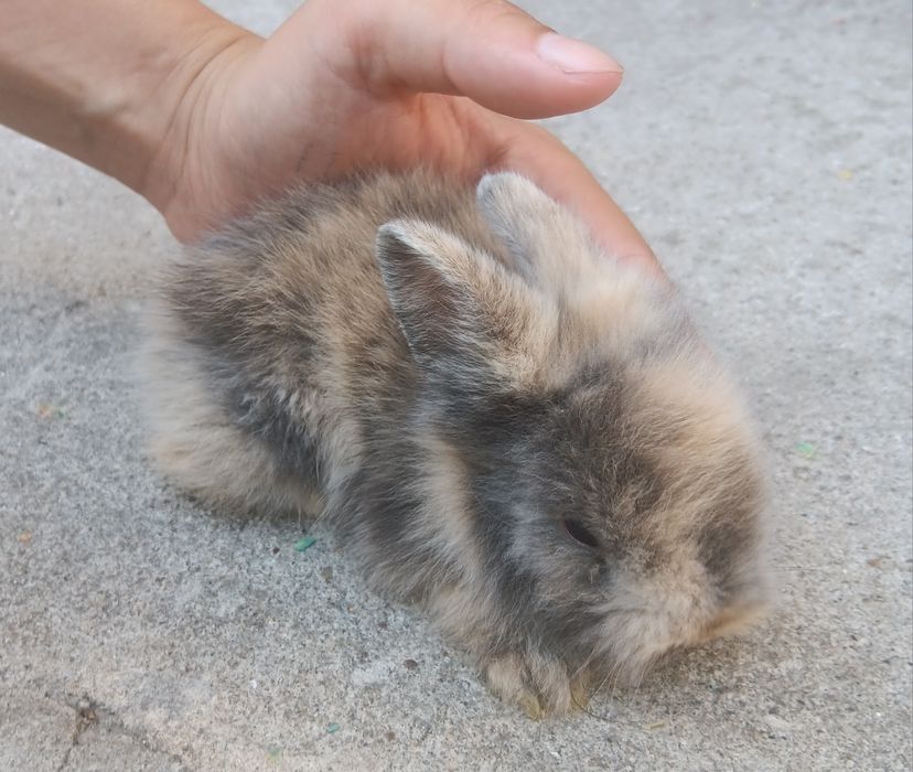 Coelhos anões peludinhos