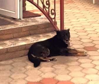 Зникла собака на вул. Iндустрiальнiй (Клiнчик).