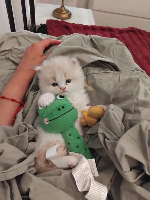 Gato bege com branco