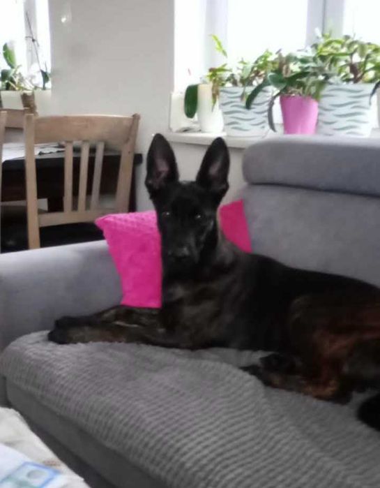 Owczarek holenderski suczka