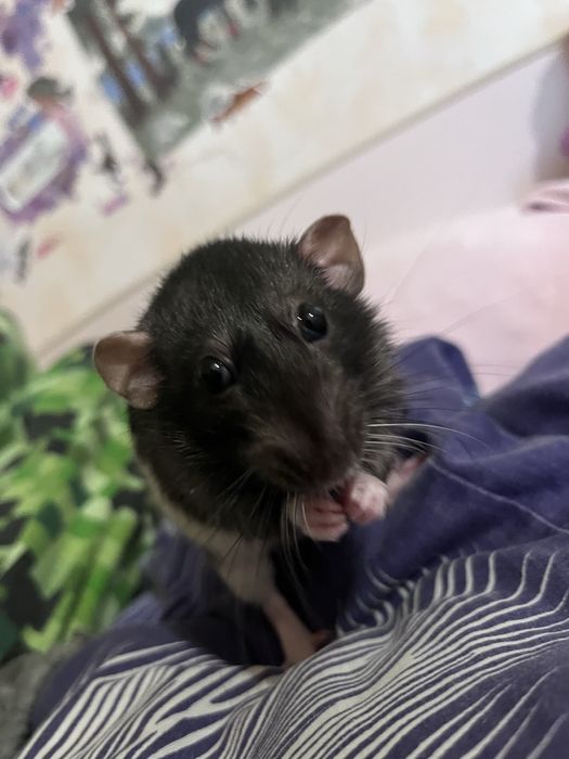 продам пацючків з кліткою