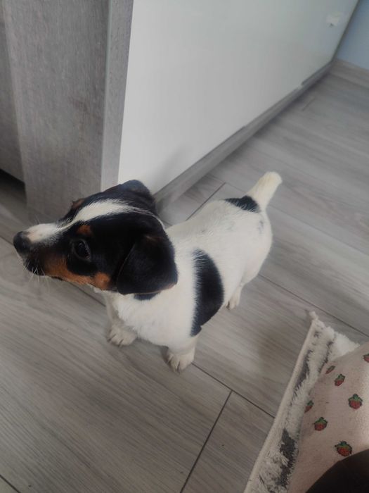 Piesek Jack Russell terrier