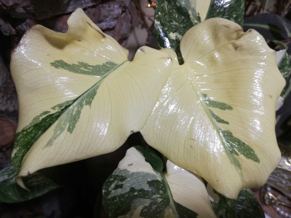Monstera Thai Creme Brulee Cream Milk variegata REZERWACJA philodendro