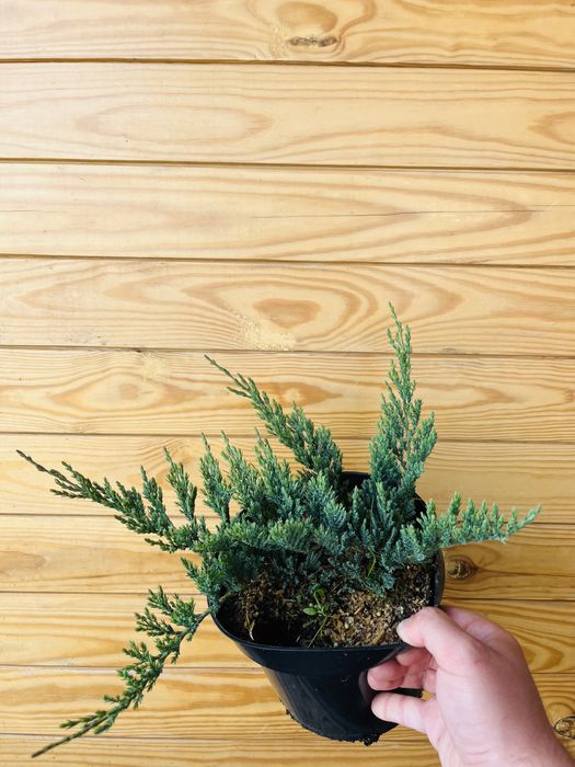 Лежачий ялівець для вашого саду