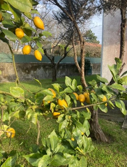 Arrendo vivenda 5 mim a pé Hospital Viana