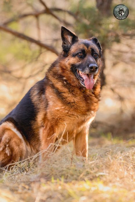 Korsa suczka , owczarek niemiecki , adopcja z fundacji
