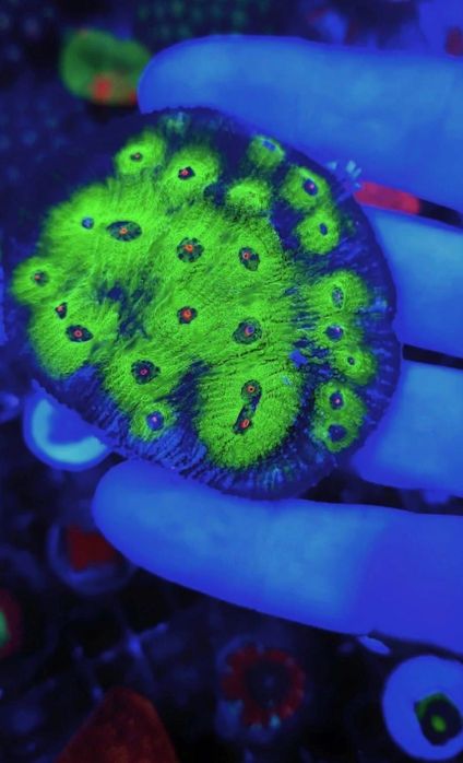 Корали Морський акваріум