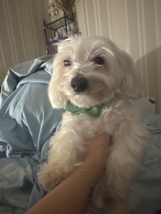 Міні болонка вʼязка