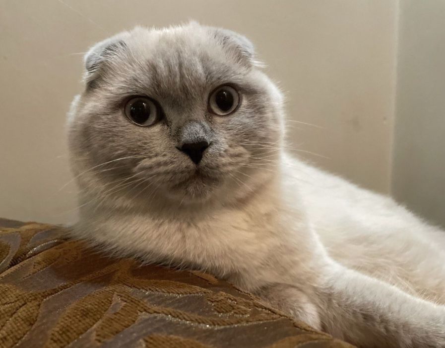 Чистокровні шотландські висловухі кошенята Scottish Fold