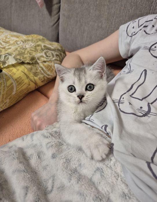 Дівчинка срібна шиншила серебристая шиншилла девочка шотландский котёнок девочка шотландские котята